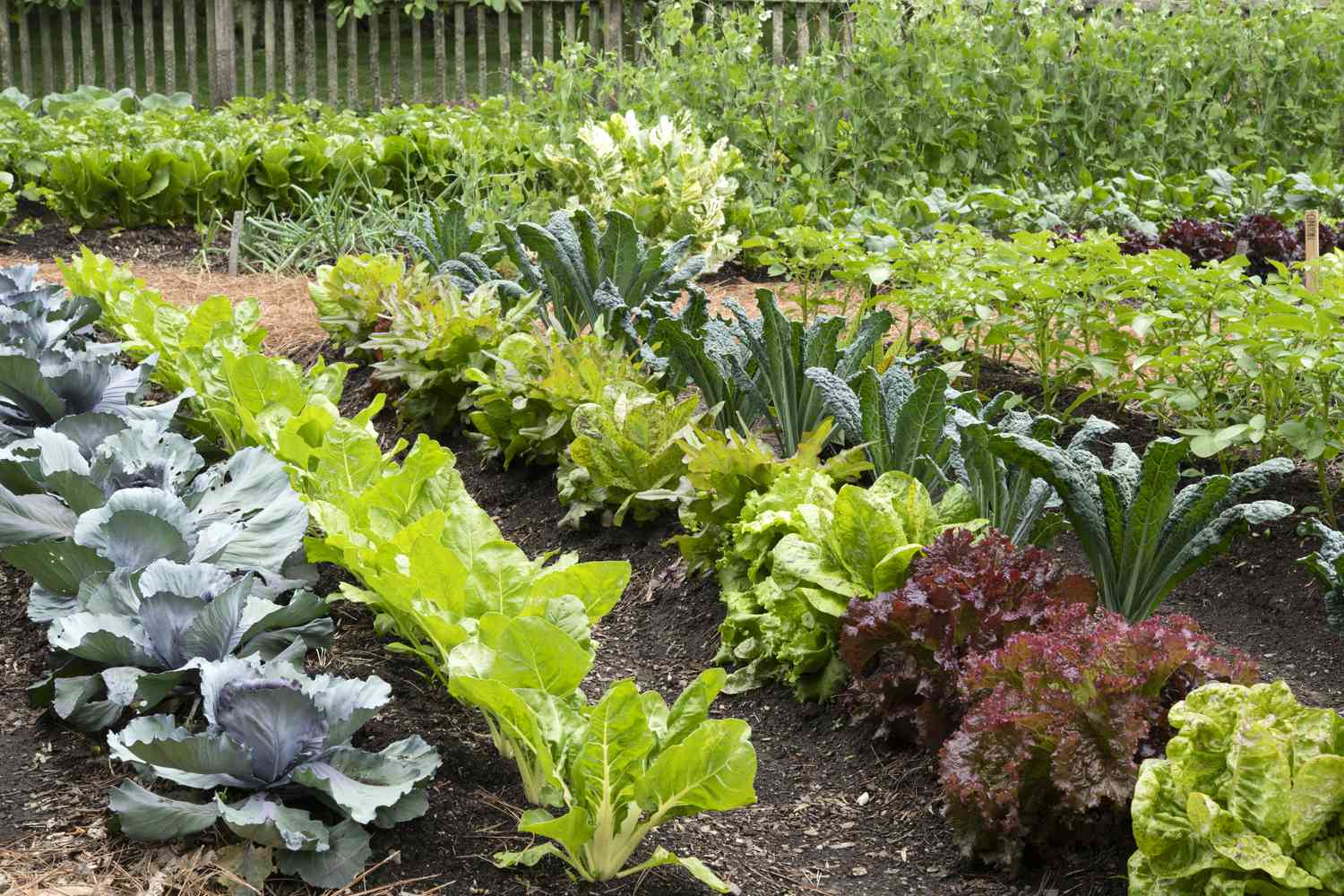 Garden vegetables-to-never-plant-together